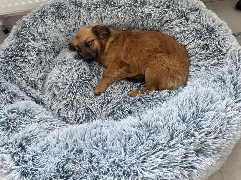 Brownie - verspielte, freundliche, katzenverträgliche Hündin / z.Zt. noch in Rumänien