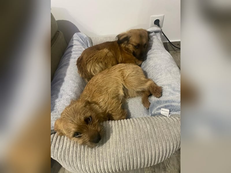 Brownie - verspielte, freundliche, katzenverträgliche Hündin / z.Zt. noch in Rumänien
