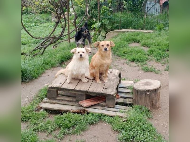 Holly - ruhige, freundliche, katzenverträgliche Hündin / auf Pflegestelle in Büren