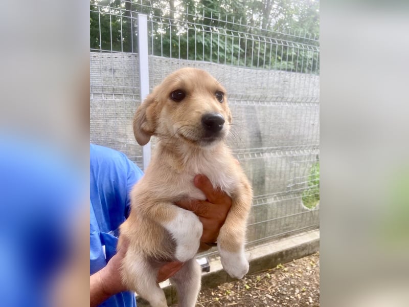 Nala - welpentypisch lebhafte, aktive, verspielte Hündin / z.Zt. noch in Rumänien