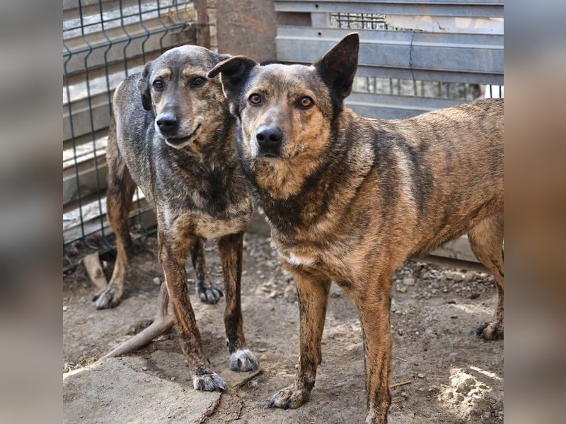 Lola - vorsichtige und schüchterne ruhige Hündin / z.Zt. noch in Rumänien