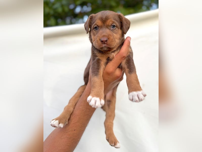 Kuma - welpentypisch aktive, verspielte Husky-Mix Hündin / z.Zt. noch in Rumänien