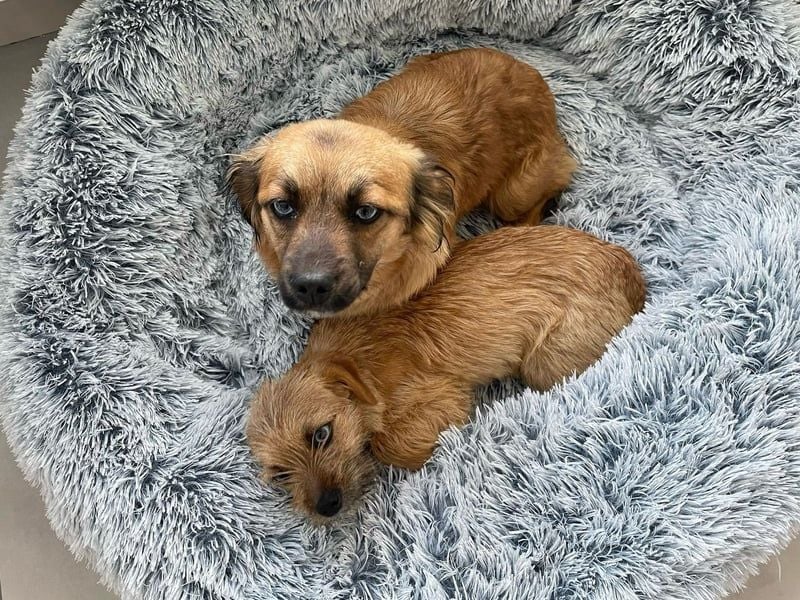 Verspieltes, freundliches, katzenverträgliches kleinbleibendes Hündinnen-Doppel / noch in Rumänien