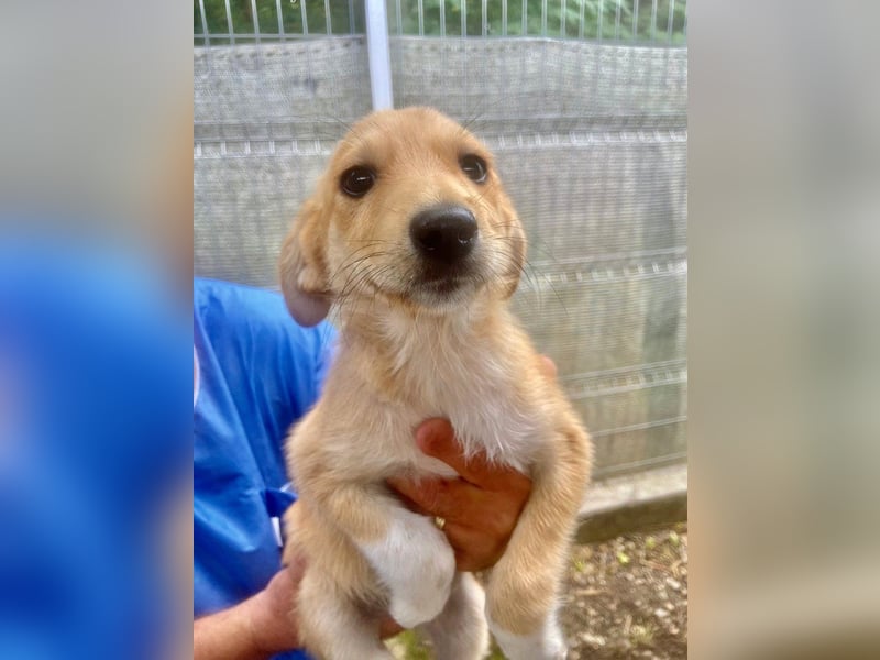 Nala - welpentypisch lebhafte, aktive, verspielte Hündin / z.Zt. noch in Rumänien