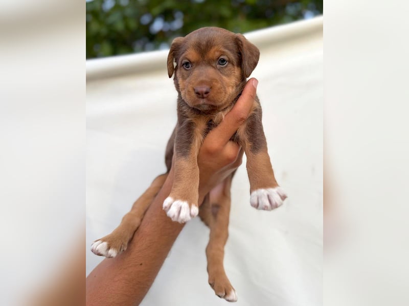 Kuma - welpentypisch aktive, verspielte Husky-Mix Hündin / z.Zt. noch in Rumänien