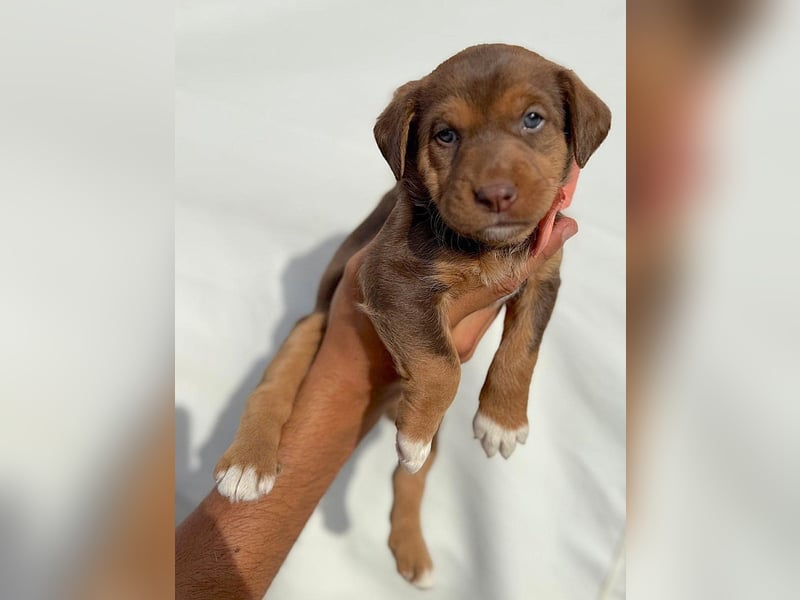 Kuma - welpentypisch aktive, verspielte Husky-Mix Hündin / z.Zt. noch in Rumänien