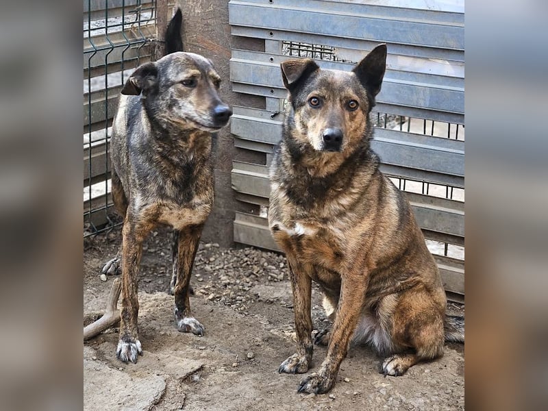 Lola - vorsichtige und schüchterne ruhige Hündin / z.Zt. noch in Rumänien