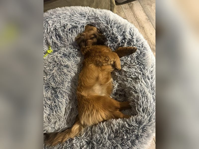 Brownie - verspielte, freundliche, katzenverträgliche Hündin / z.Zt. noch in Rumänien