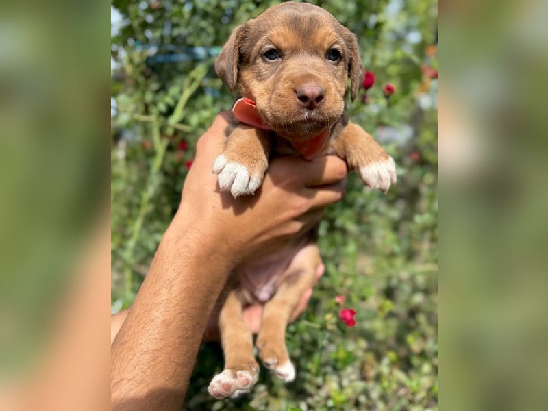 Kuma - welpentypisch aktive, verspielte Husky-Mix Hündin / z.Zt. noch in Rumänien
