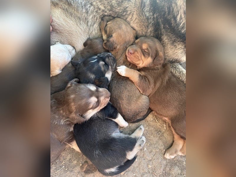 Kuma - welpentypisch aktive, verspielte Husky-Mix Hündin / z.Zt. noch in Rumänien