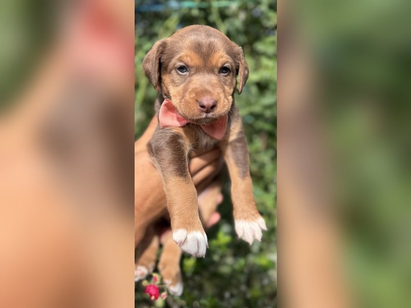 Kuma - welpentypisch aktive, verspielte Husky-Mix Hündin / z.Zt. noch in Rumänien