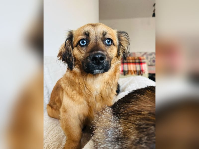 Brownie - verspielte, freundliche, katzenverträgliche Hündin / z.Zt. noch in Rumänien