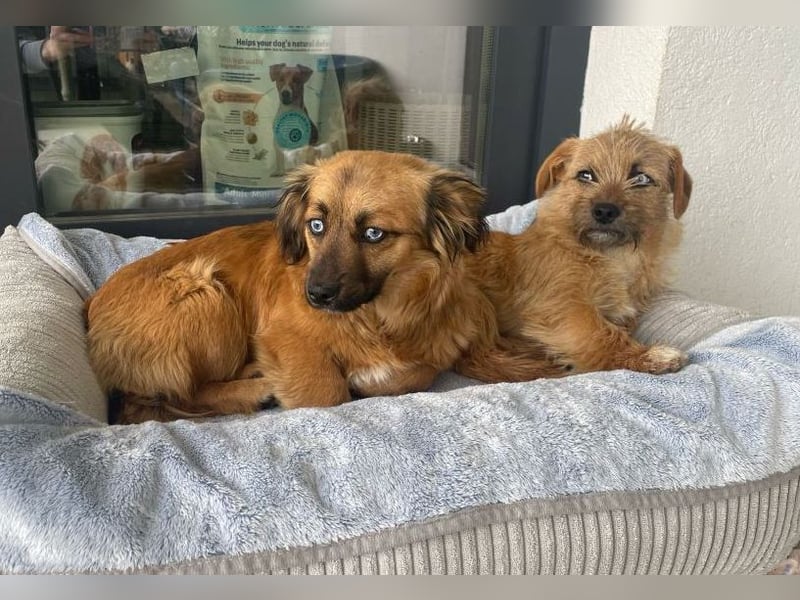 Brownie - verspielte, freundliche, katzenverträgliche Hündin / z.Zt. noch in Rumänien
