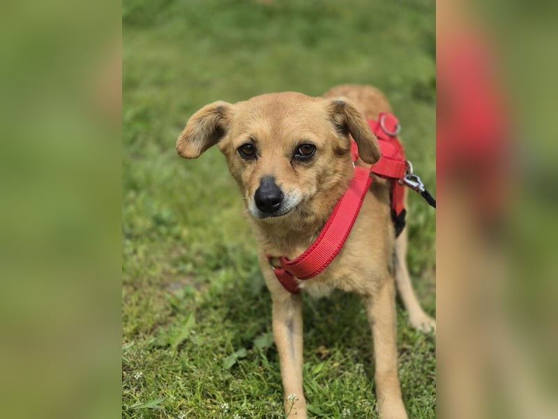 Holly - ruhige, freundliche, katzenverträgliche Hündin / auf Pflegestelle in Büren