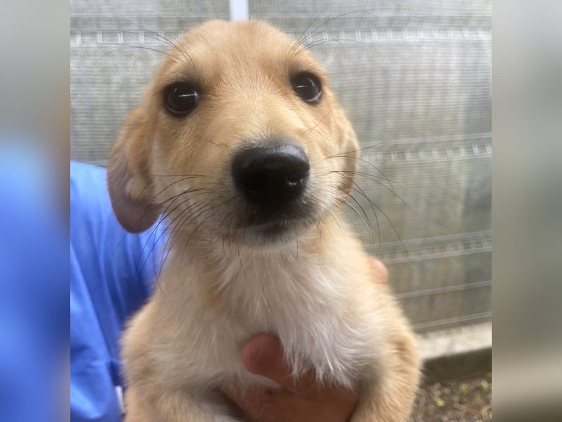 Nala - welpentypisch lebhafte, aktive, verspielte Hündin / z.Zt. noch in Rumänien