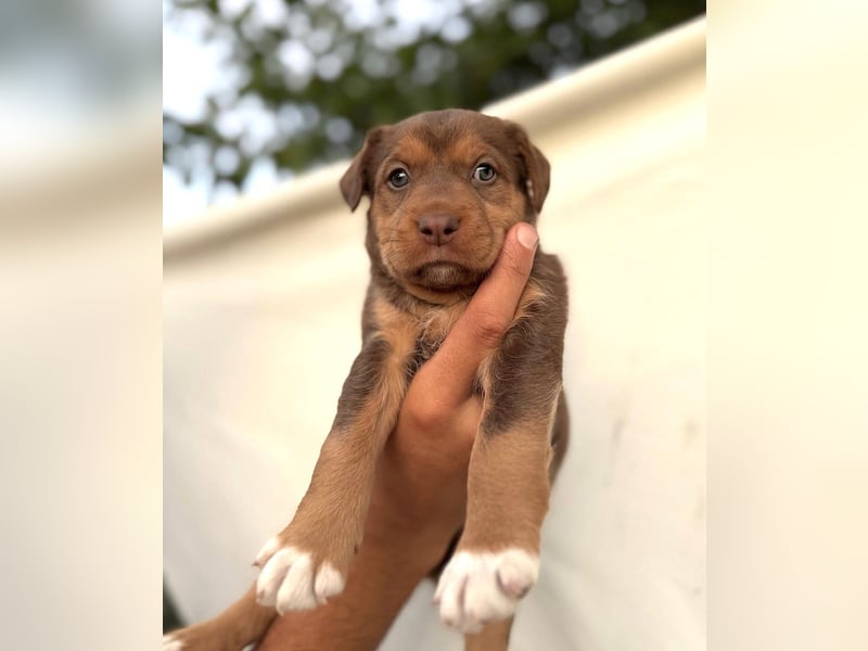 Kuma - welpentypisch aktive, verspielte Husky-Mix Hündin / z.Zt. noch in Rumänien