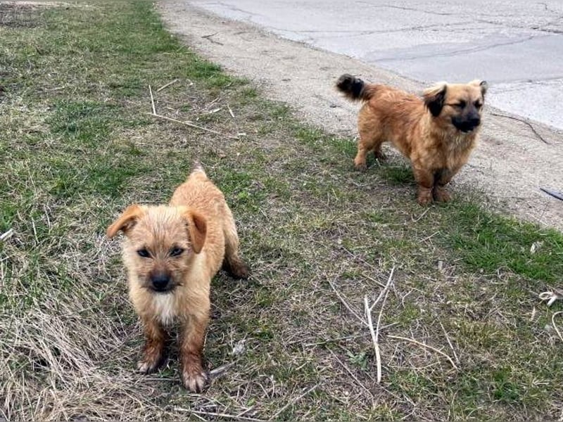 Brownie - verspielte, freundliche, katzenverträgliche Hündin / z.Zt. noch in Rumänien