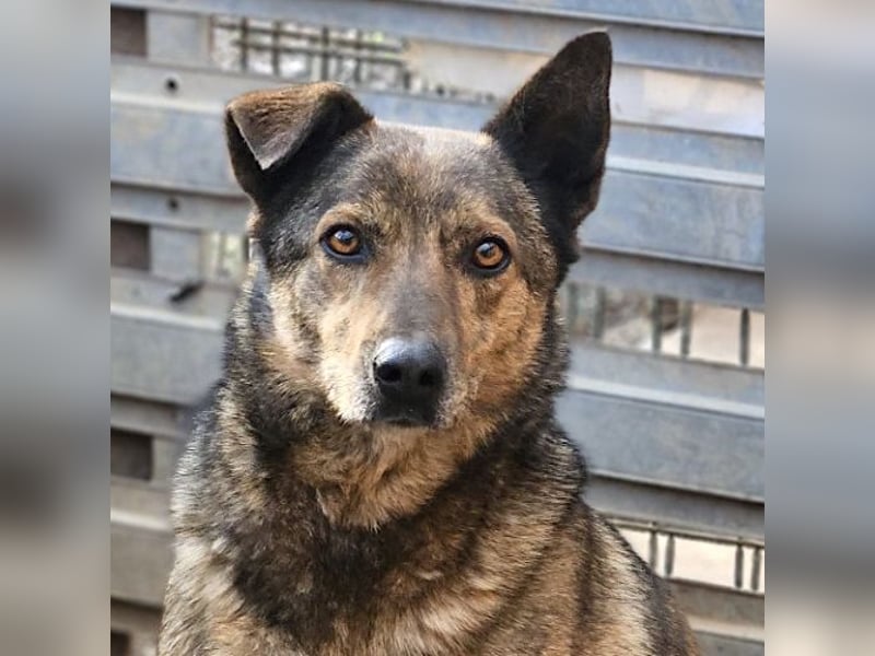 Lola - vorsichtige und schüchterne ruhige Hündin / z.Zt. noch in Rumänien