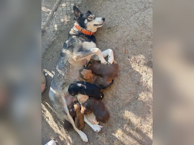 Kuma - welpentypisch aktive, verspielte Husky-Mix Hündin / z.Zt. noch in Rumänien