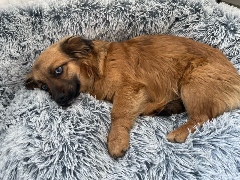 Brownie - verspielte, freundliche, katzenverträgliche Hündin / z.Zt. noch in Rumänien