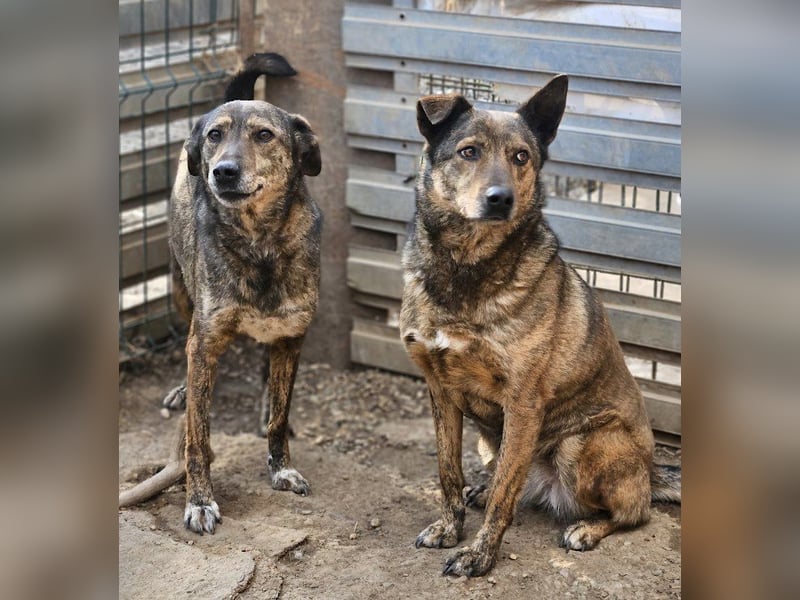 Lola - vorsichtige und schüchterne ruhige Hündin / z.Zt. noch in Rumänien
