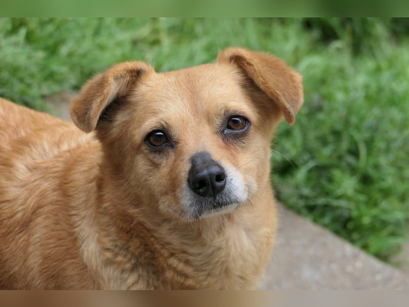 Holly - ruhige, freundliche, katzenverträgliche Hündin / auf Pflegestelle in Büren