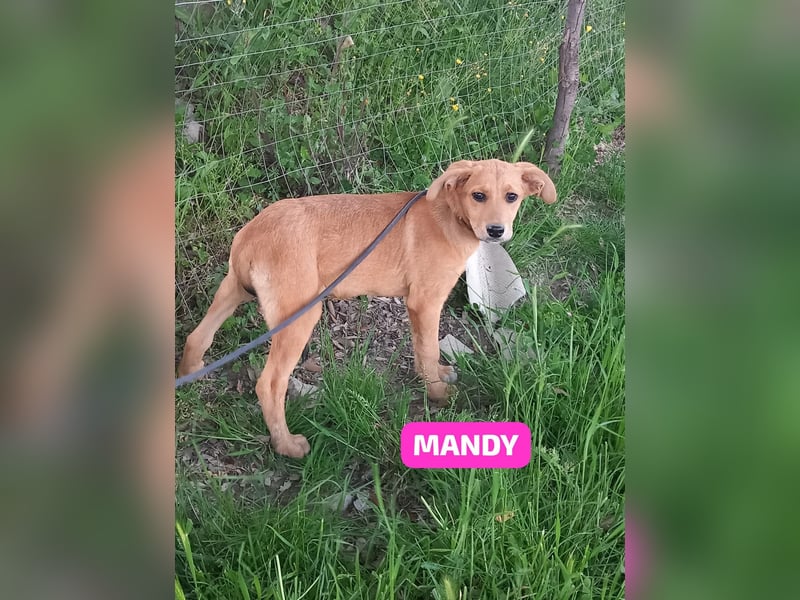 Mandy- Sieben Zwerge – ein Roadmovie mit offenem Ausgang