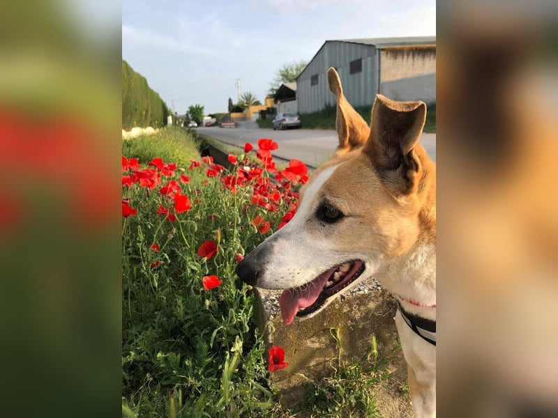 FRIDA