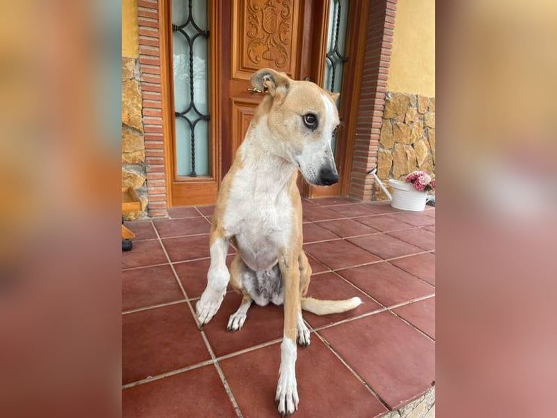 FRIDA