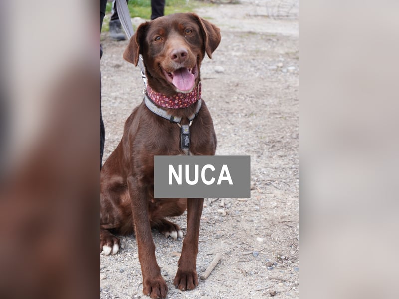 NUCA