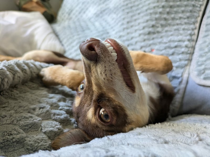 ROBI