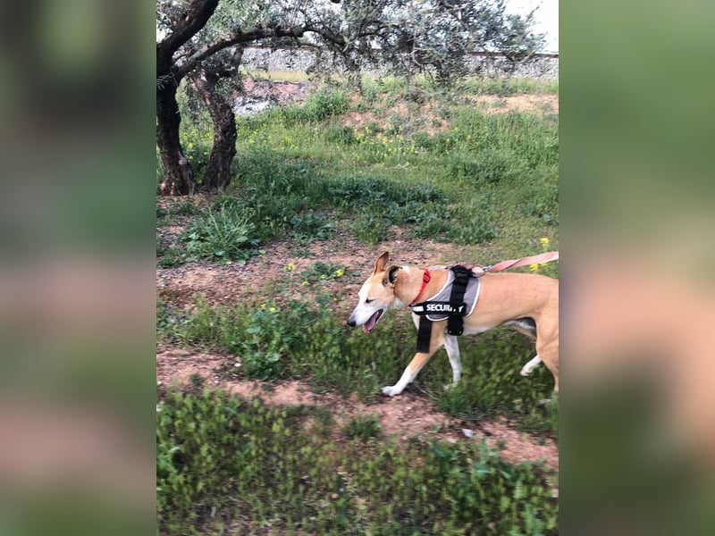 FRIDA