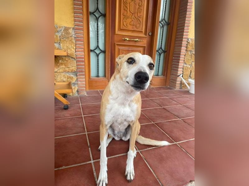 FRIDA