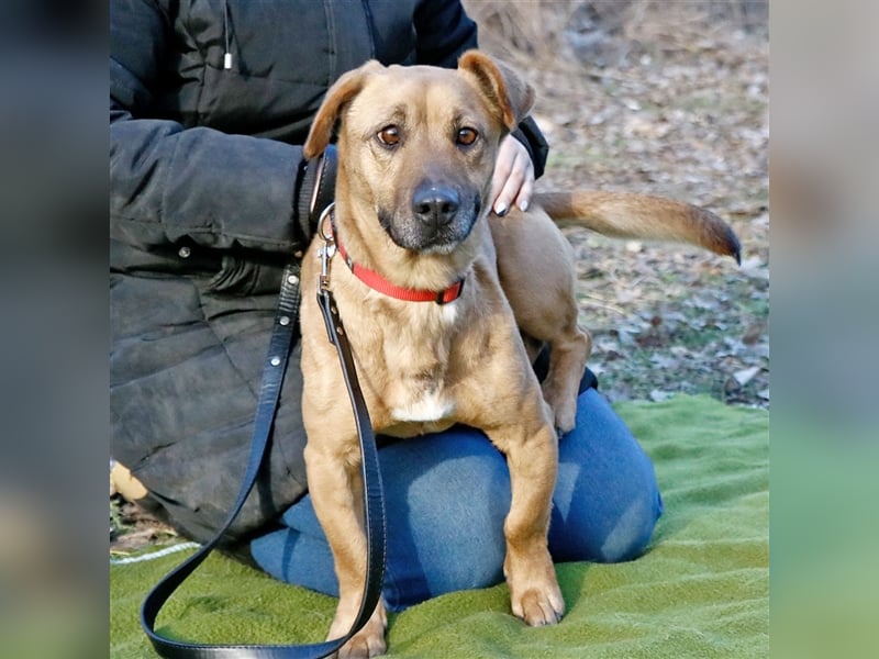 Zsani, selbstbewusste Schmusebacke, ca. 4 Jahre, 45 cm, 15 kg