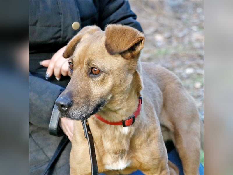 Zsani, selbstbewusste Schmusebacke, ca. 4 Jahre, 45 cm, 15 kg