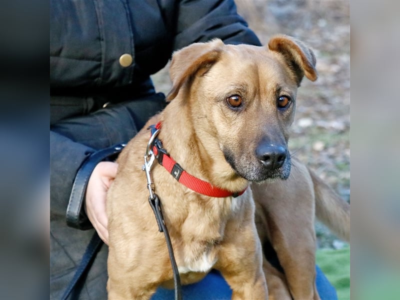 Zsani, selbstbewusste Schmusebacke, ca. 4 Jahre, 45 cm, 15 kg