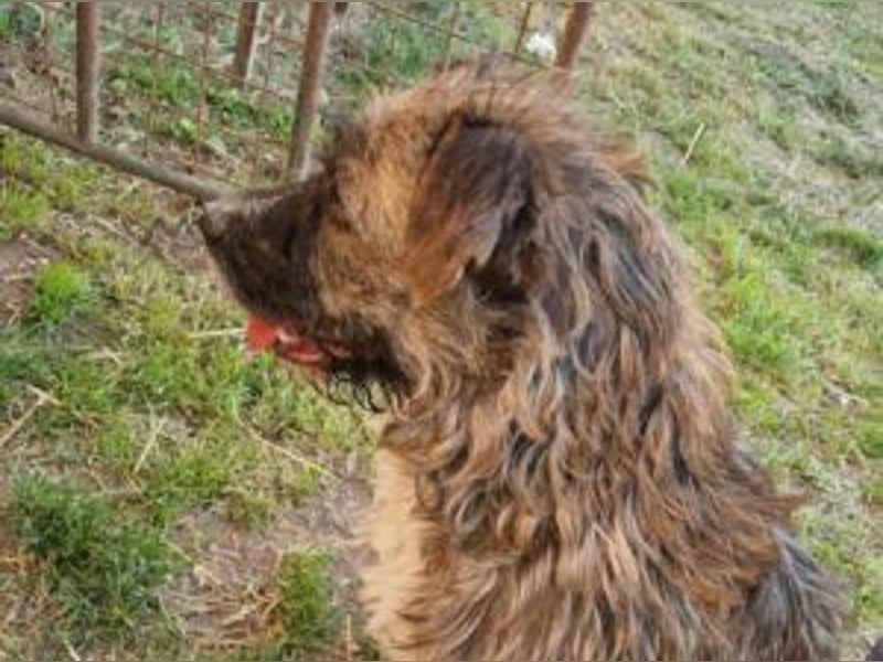 Bijou: Neu im Tierheim