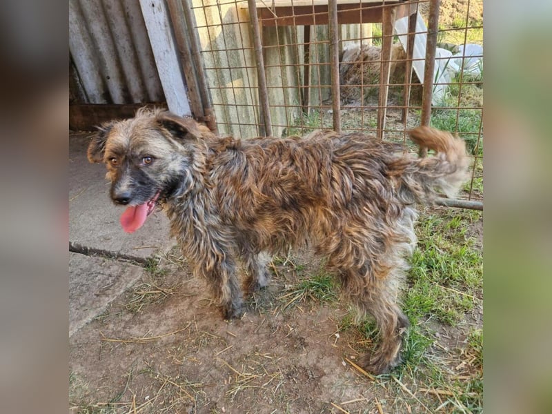Bijou: Neu im Tierheim