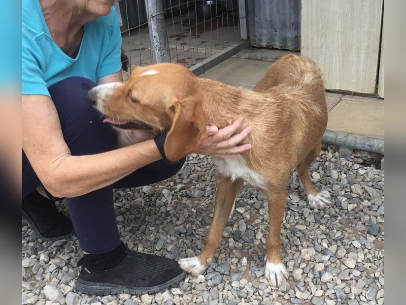 Marley wünscht sich ein Zuhause