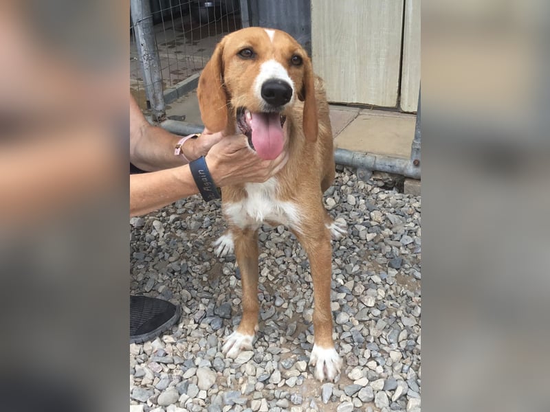 Marley wünscht sich ein Zuhause