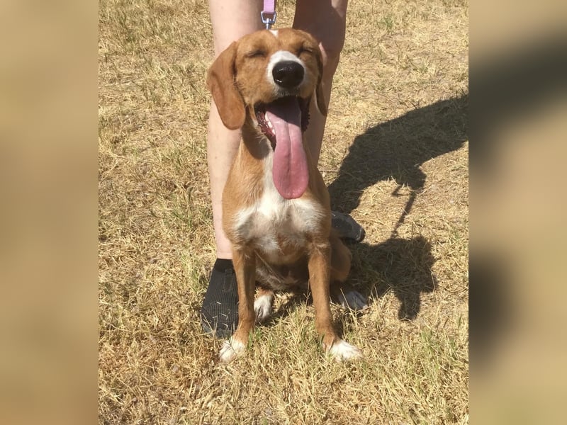 Marley wünscht sich ein Zuhause