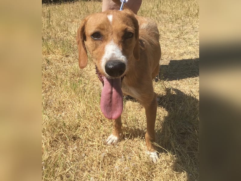 Marley wünscht sich ein Zuhause