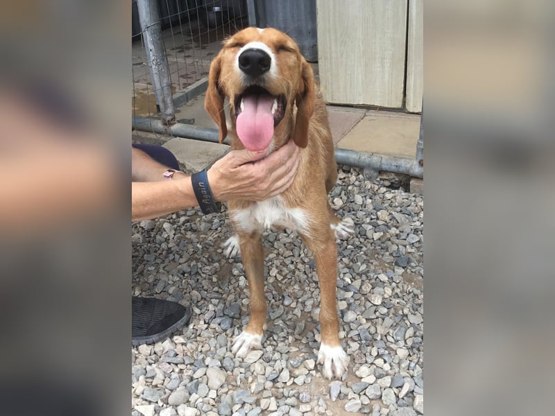 Marley wünscht sich ein Zuhause