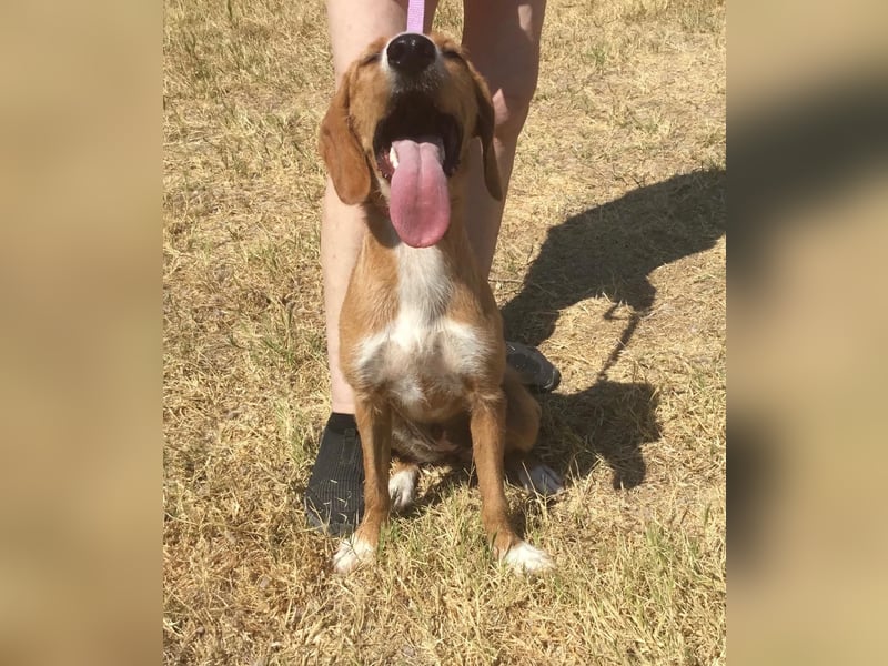 Marley wünscht sich ein Zuhause