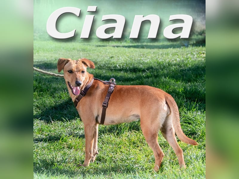 Ciana – sucht liebevolle und geduldige Menschen