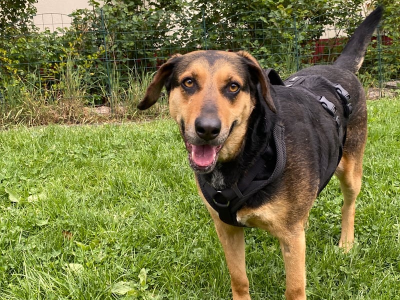 gutmütige Schäfer-Mix-Hündin (Tierschutz)
