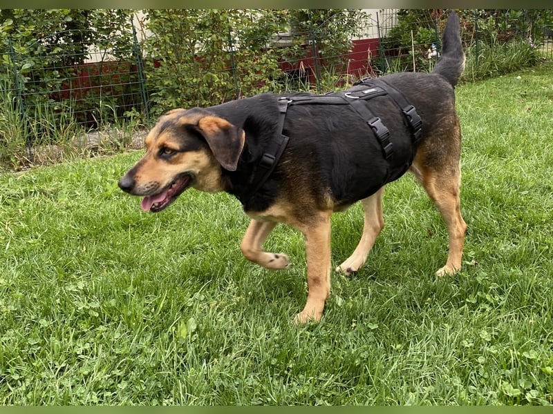 gutmütige Schäfer-Mix-Hündin (Tierschutz)