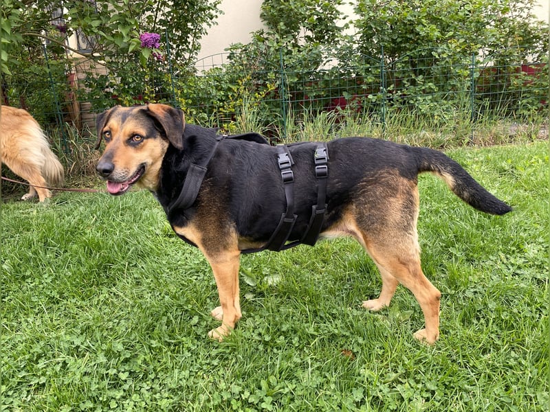 gutmütige Schäfer-Mix-Hündin (Tierschutz)