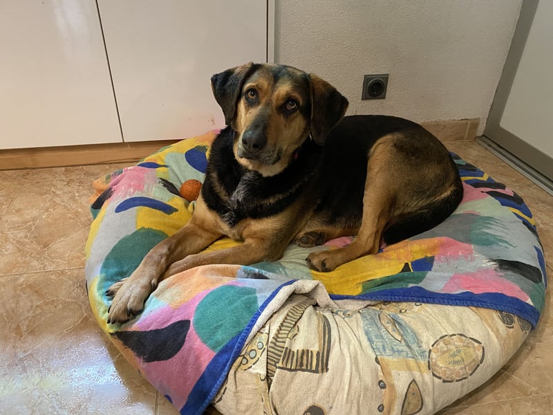 gutmütige Schäfer-Mix-Hündin (Tierschutz)