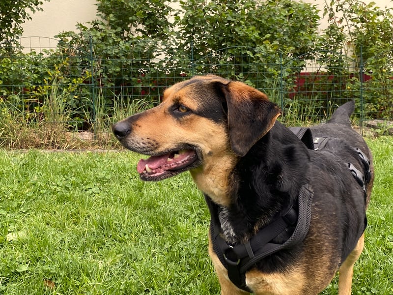 gutmütige Schäfer-Mix-Hündin (Tierschutz)
